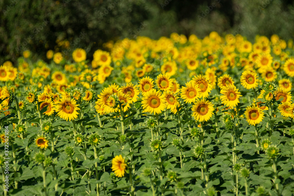 Obraz premium Italy Tuscany Grosseto cultivated with sunflower, close view