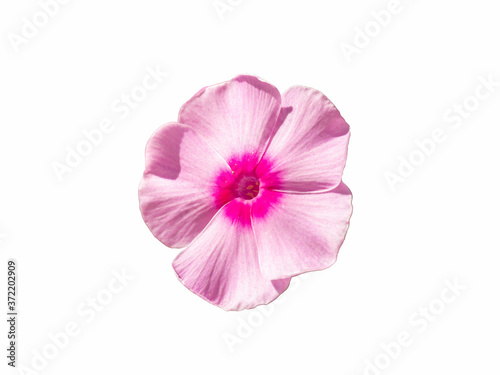Single pink phlox flower isolated on a white background. Blossoming flower phlox, close up