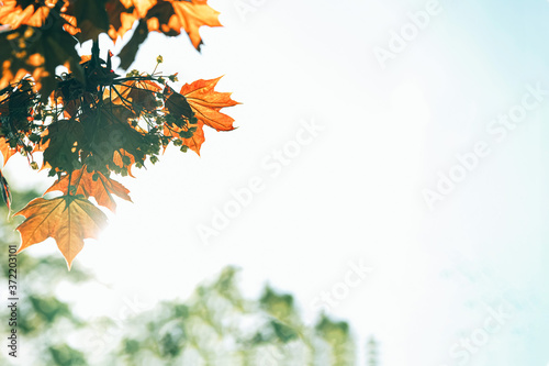 orange leaves in autumn forest frame