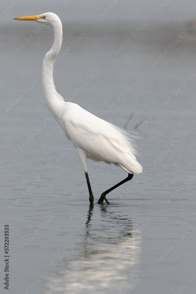 View of a Great Egret standing in water View of a Great Egret standing in water