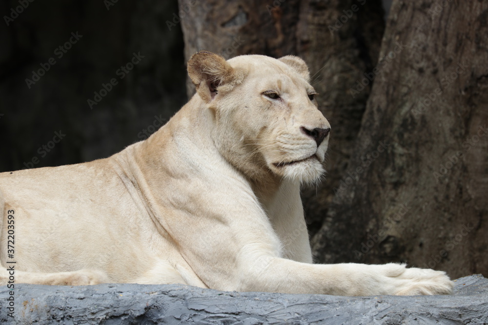 Obraz premium Close up Lioness is relaxing on the Playground