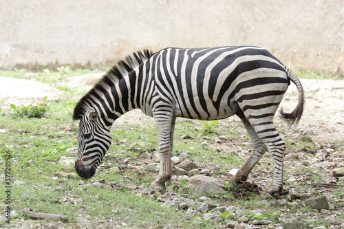 Fototapeta Naklejka Na Ścianę i Meble -  Close up Zebra on the Green yard