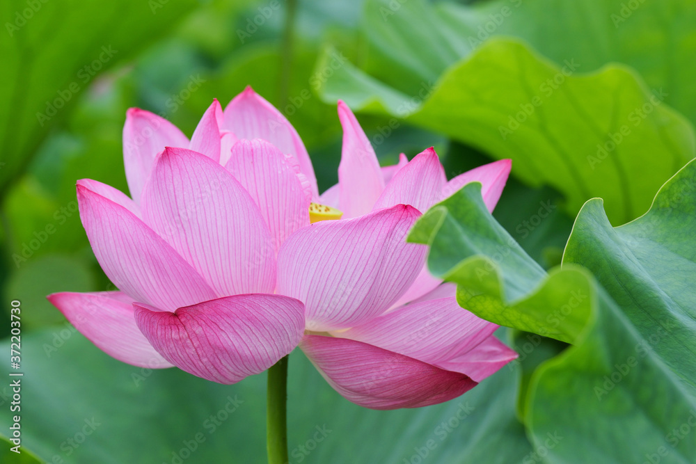東京 上野 不忍池の美しい蓮の花　コピースペースあり（東京都） Beautiful lotus flowers at Shinobazu Pond in Ueno, Tokyo, with copy space (Tokyo, Japan)