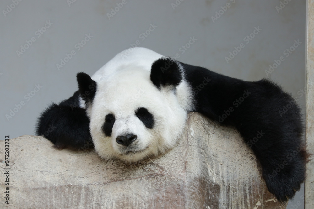 giant panda is Sleeping at her favorite Corner