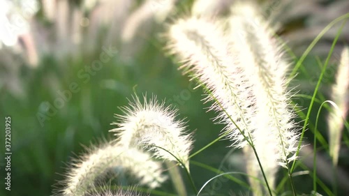 Feather bristle, Pennisetum, Garden weeds