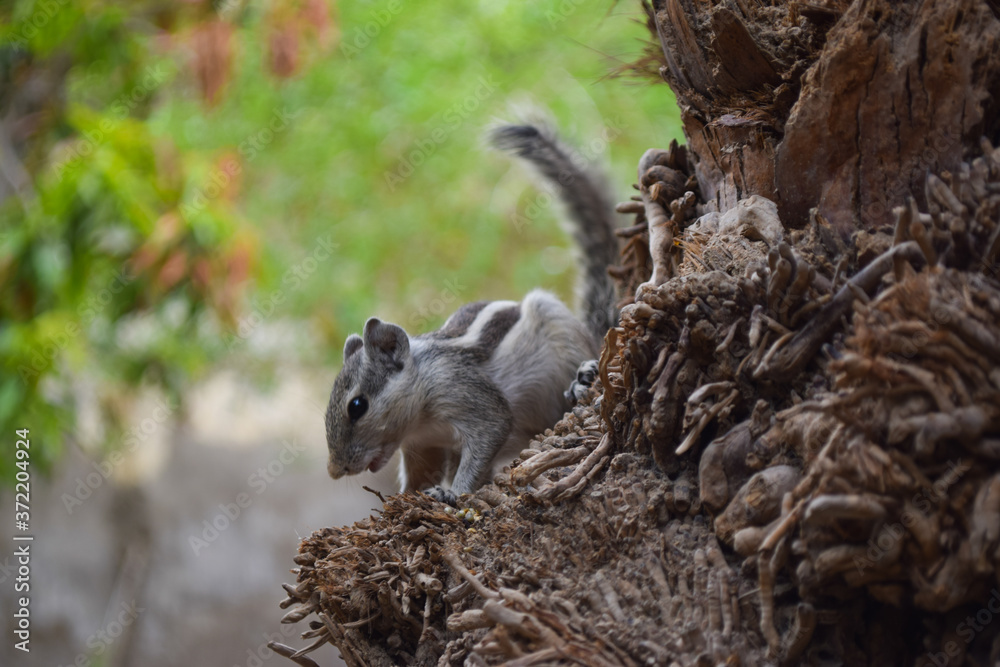 Naklejka premium Asian gray squirrel on dates tree palm close up, wildlife animal chipmunk eating seed, mammal rodents fauna natural plants leaf background wallpaper