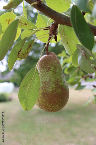 poire solitaire