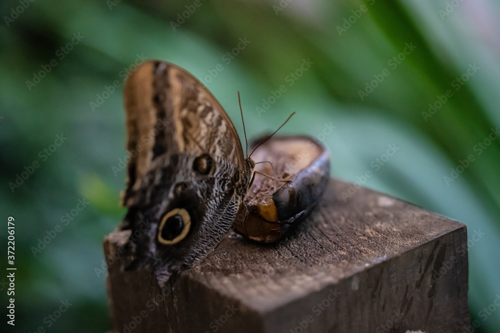 Fototapeta premium one tropical butterfly