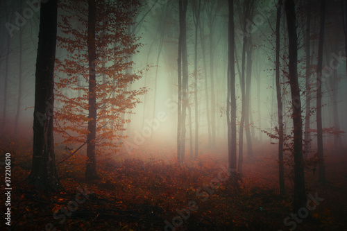 dark forest fog  mysterious landscape