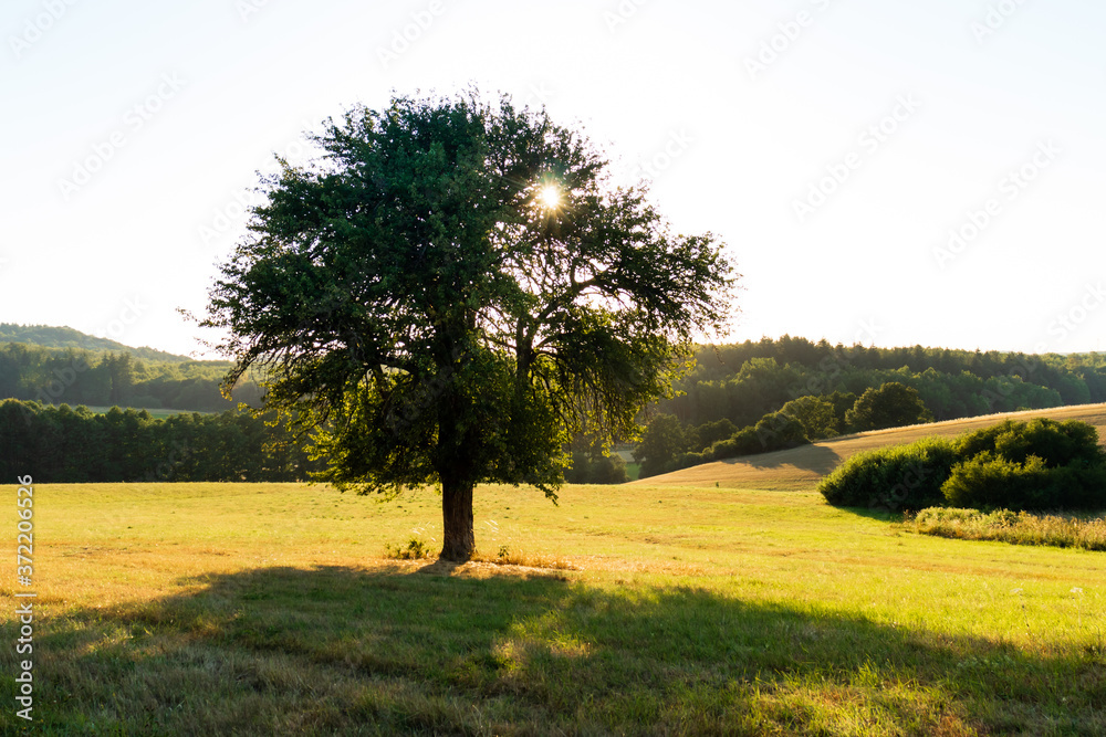 Tree in a German field on an evening in late summer. 