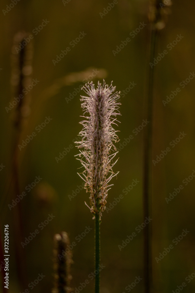 Flower Flower