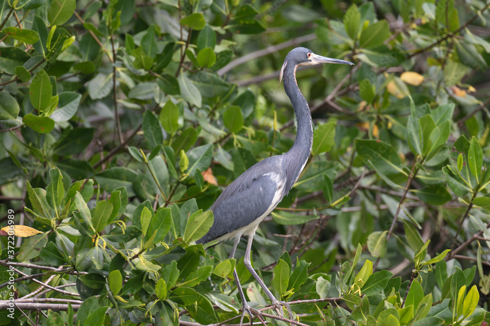 Fototapeta premium View of a Great Blue Heron standing in a mangrove bush