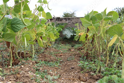 petit coin de potager