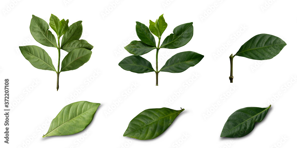 leaves on a white background,with clipping path
