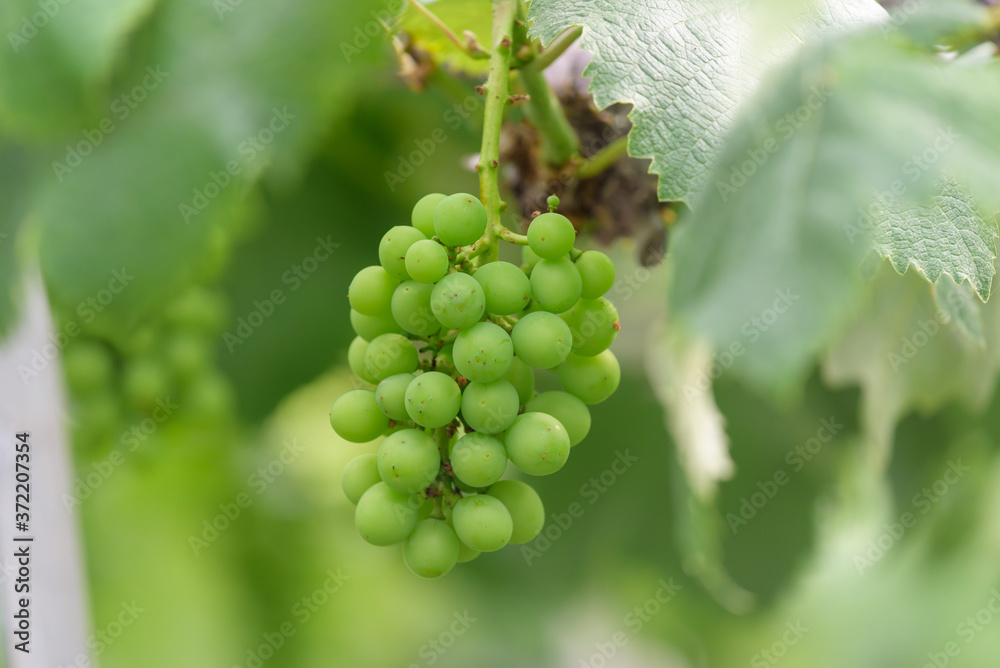 Young fruits of the grape, on the branch Young fruits of the grape, on the branch