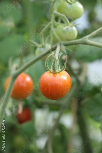 tomates cerises