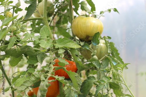 tomates en serre