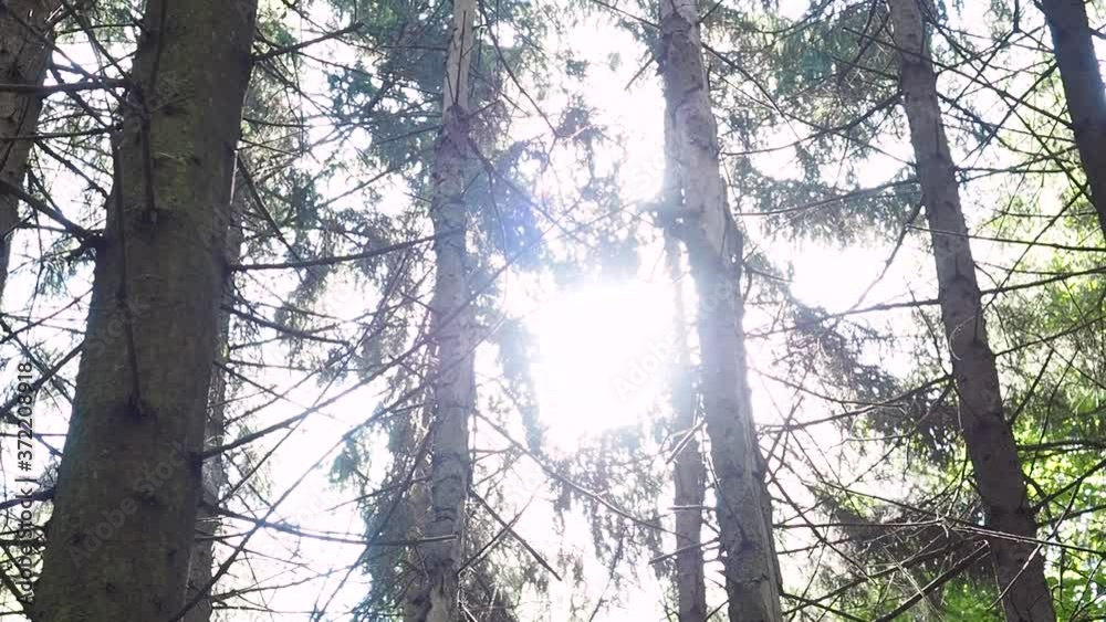 The morning sun shines brightly through the pine and coniferous trees in the forest. The morning sun shines brightly through the pine and coniferous trees in the forest.