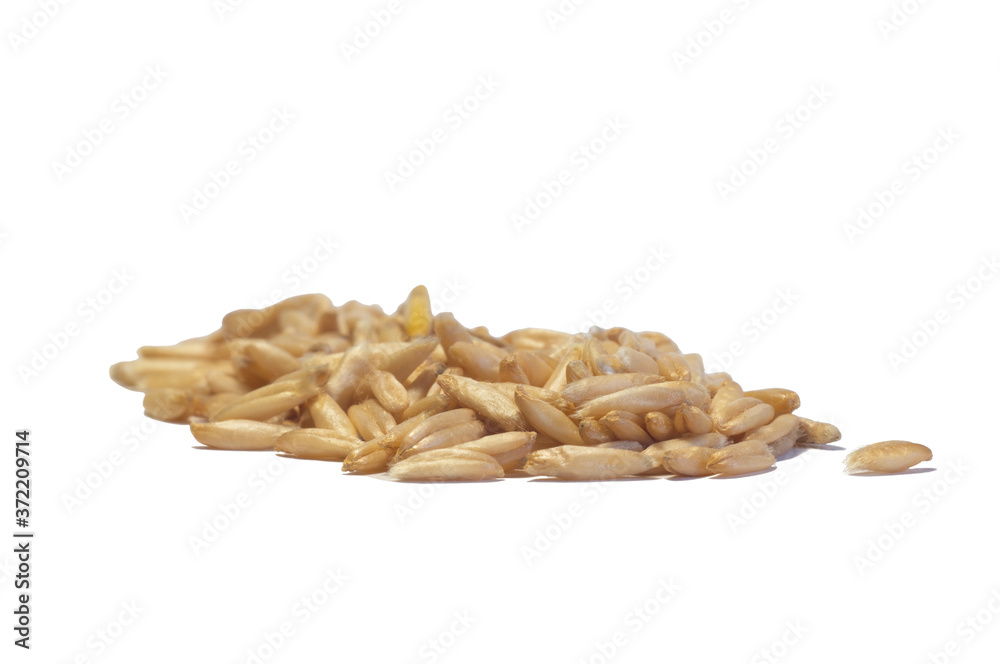 scattered whole oats with a separate grain next to them, isolated scattered whole oats with a separate grain next to them, isolated