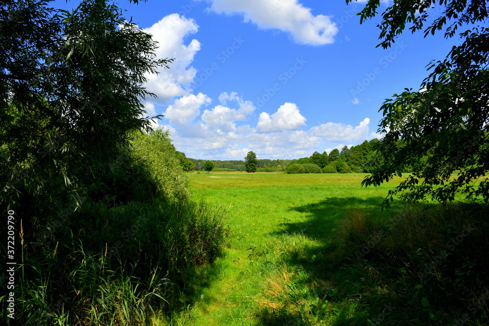 Obraz premium View of a vast field, meadow, or pastureland seen between two big forests or moors with a single coniferous tree noticeable in the middle spotted on a cloudy summer day in Poland during a hike