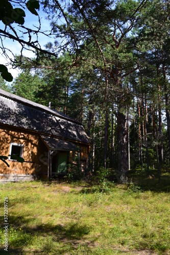 an old house in the Northern pine forest on a summer day in August