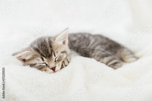 Striped tabby kitten sleeping on white fluffy plaid. Portrait with paw of beautiful fluffy gray kitten. Cat, animal baby, kitten lies in bed.