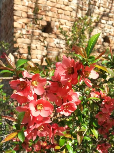 decorative plant Chaenomeles japonica. Japanese quince in the garden