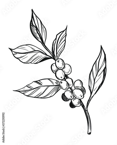 Coffee plant. Branch with coffee beans. Hand drawn sketch illustration. Vector