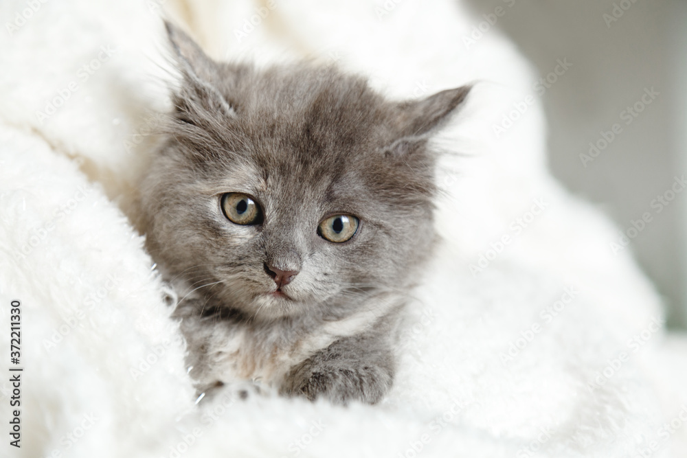 Kitten portrait with paws. Cute gray kitten in white plaid. Newborn kitten Baby cat Kid domestic animal. Home pet. Cozy home winter Christmas