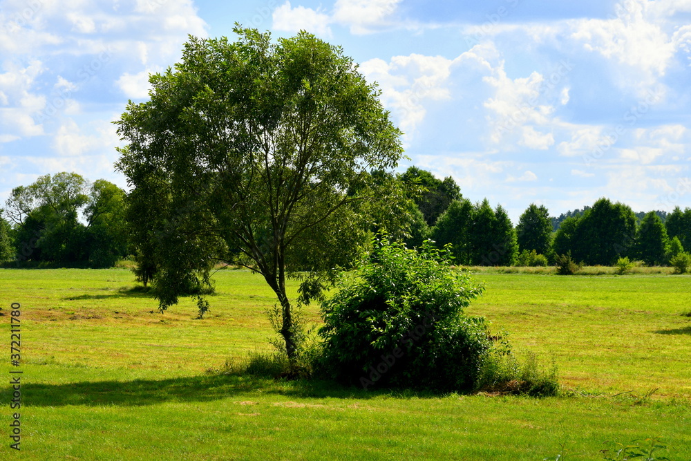 Close up on a single deciduous tree and a shrub growing in the middle of a vast field, meadow, or pastureland spotted on a cloudy yet warm summer day on a Polish countryside during a hike Close up on a single deciduous tree and a shrub growing in the middle of a vast field, meadow, or pastureland spotted on a cloudy yet warm summer day on a Polish countryside during a hike