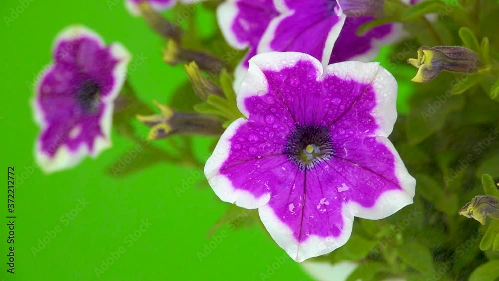 water drops with a gust of wind falls on petunias on a green screen. Slow motion water drops with a gust of wind falls on petunias on a green screen. Slow motion
