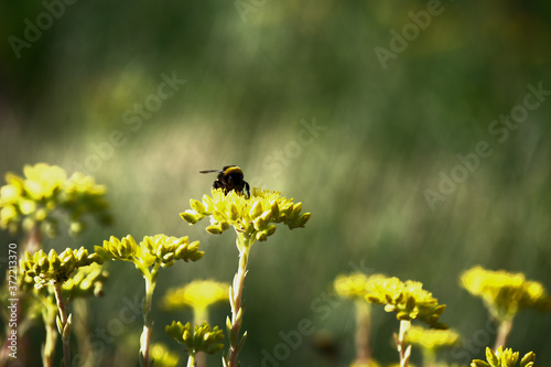bumblebee on yellow flower,fly, nature,insect, summer, pollen, green, animal, flowers, garden,pollination, wild © Daniele
