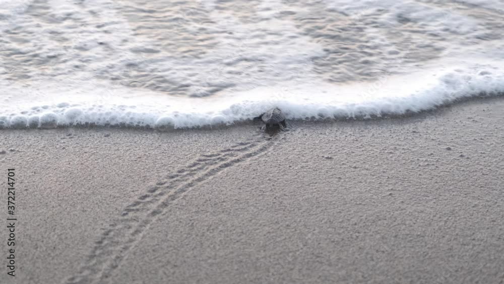 A hatchling newborn sea turtle leaves a trail in the sand as it successfully reaches the ocean for the first time. A hatchling newborn sea turtle leaves a trail in the sand as it successfully reaches the ocean for the first time.