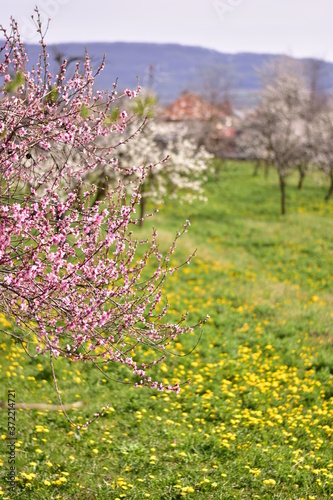 Wallpaper Mural peach flowers in the orchard on sunny day Torontodigital.ca