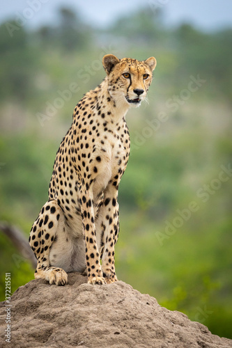 Vertical portrait of beautiful alert cheetah sitting on termite mound in Kruger Park South Africa
