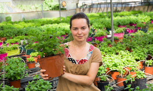 Positive woman gardener working in hothouse cultivating organic mint