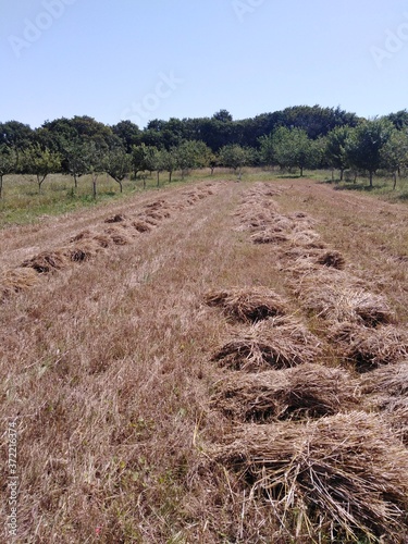 french field - wheat and apple tree orchard brittany
