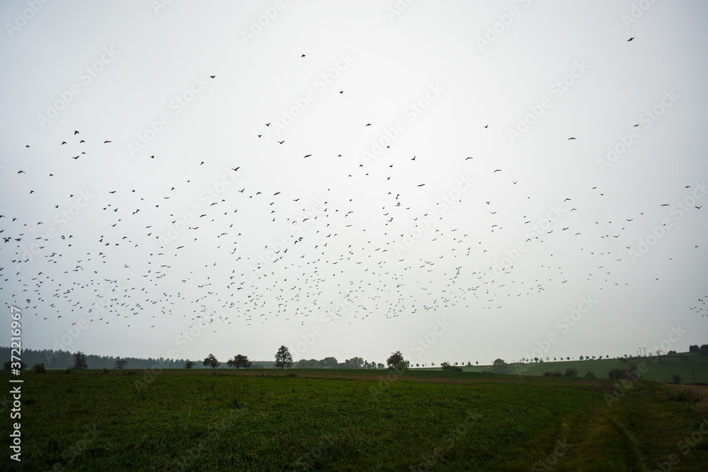 fliegende Vögel vor einer grünen Landschaft 