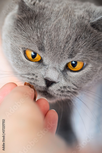 Hand-feeding your pet. Give a treat to a cat. A British cat looks at a treat