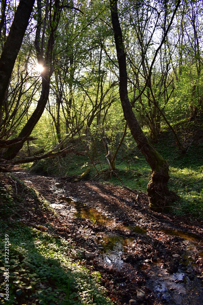 small river through the forest with sunbeams in spring season small river through the forest with sunbeams in spring season