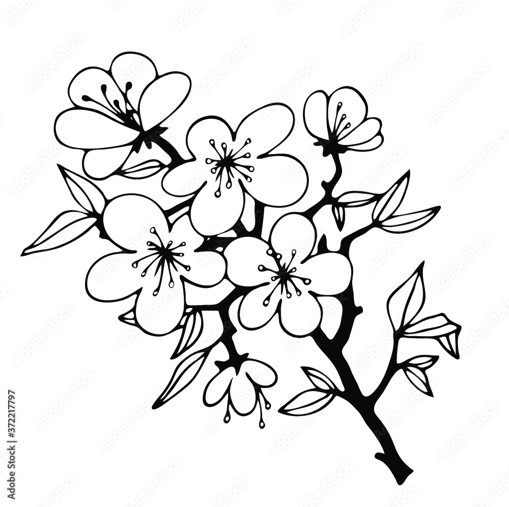 branch with cherry flowers, hand-drawn outline, black and white, isolated on a white background, emblem, sign, element,with small fruits