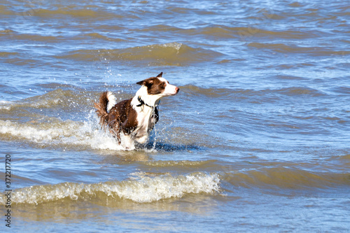 Dog on the surf