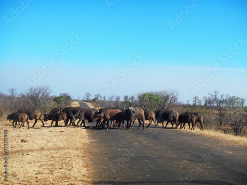 Büffelherde im Krüger Nationalpark in Südafrika