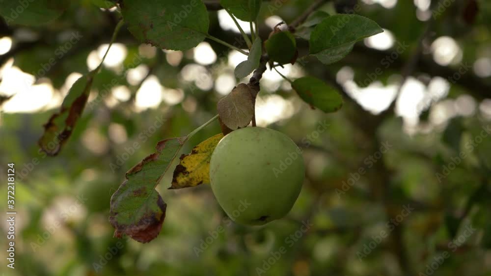 Single apple hanging on a tree branch close up shot Single apple hanging on a tree branch close up shot