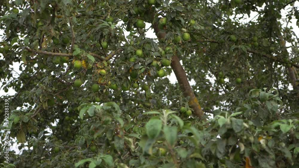 Apple tree with ripe green apples wide shot Apple tree with ripe green apples wide shot