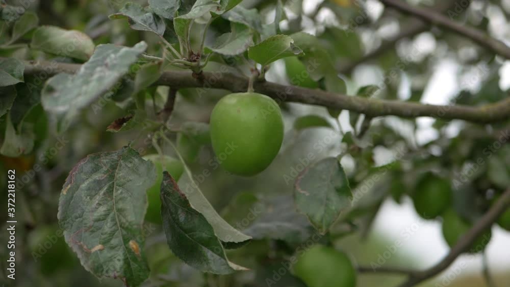 Single green apple ripening on a tree branch medium shot Single green apple ripening on a tree branch medium shot