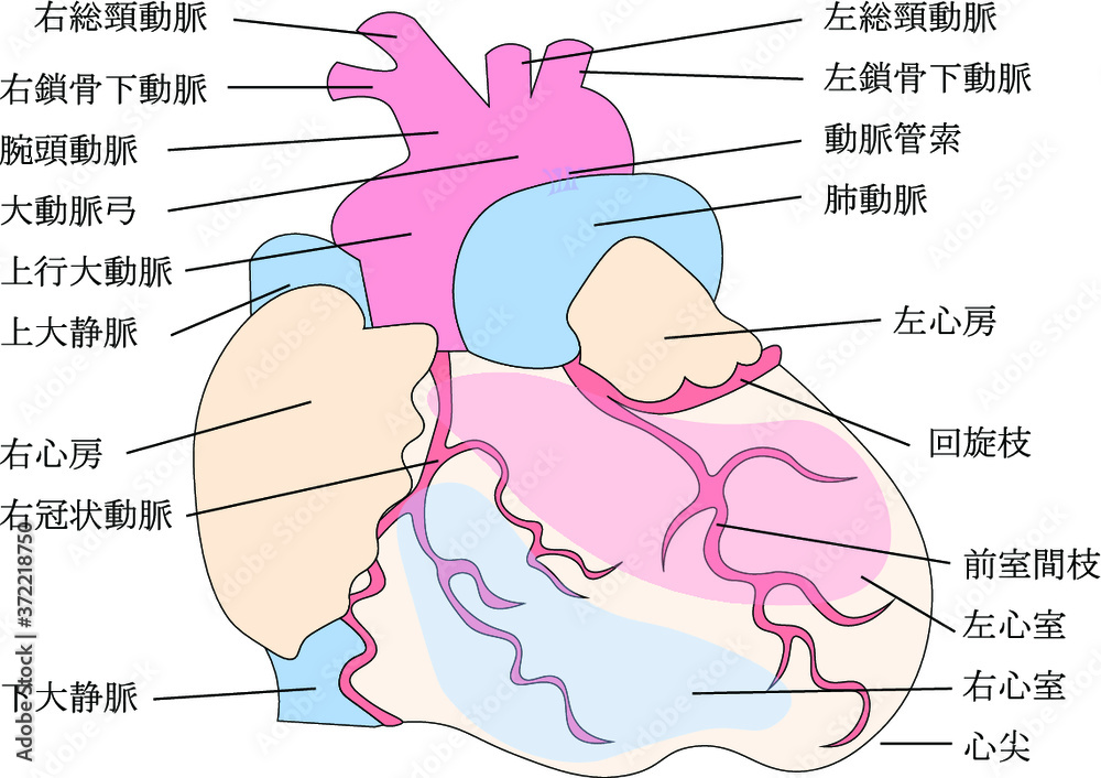 Obraz premium 心臓構造
