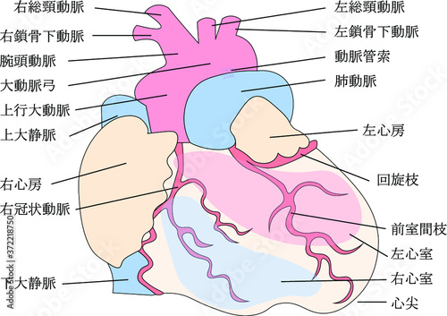 心臓構造