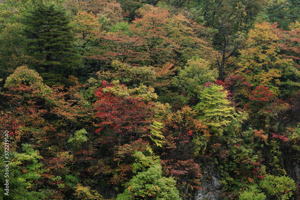 紅葉の梵字川渓谷