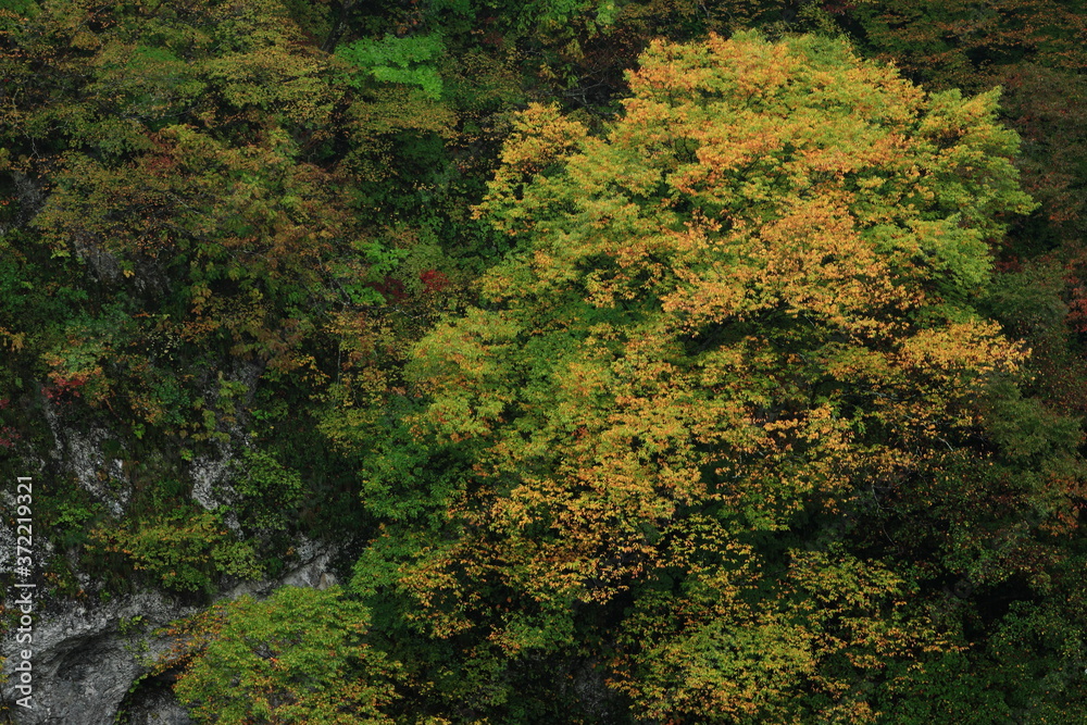 紅葉の梵字川渓谷
